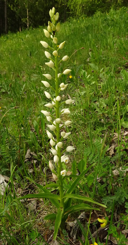 record di fiori  ?...........Cephalanthera longifolia